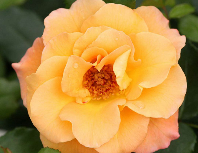 Rosa Suñorita® (Shrub Rose)