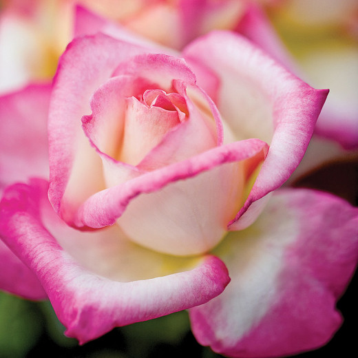 Rosa California Dreamin™ (Hybrid Tea Rose)