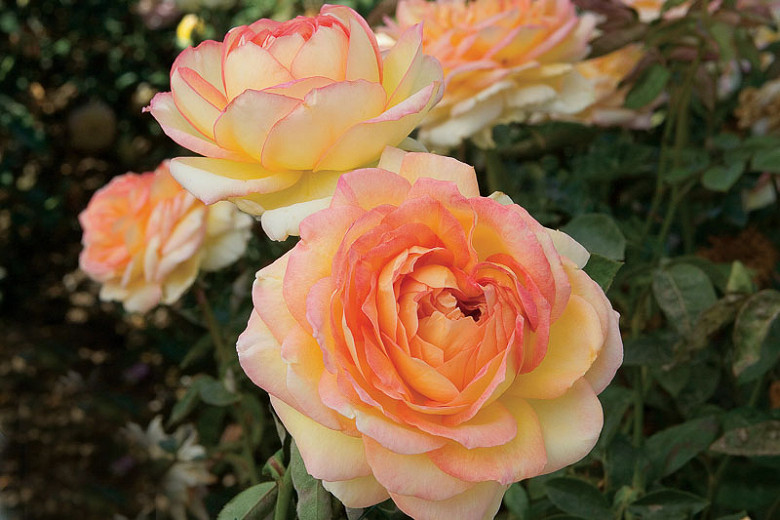 Rosa Centennial Star® (Hybrid Tea Rose)