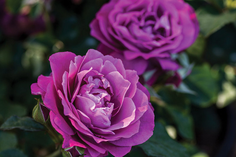 Rosa Heirloom (Hybrid Tea Rose)