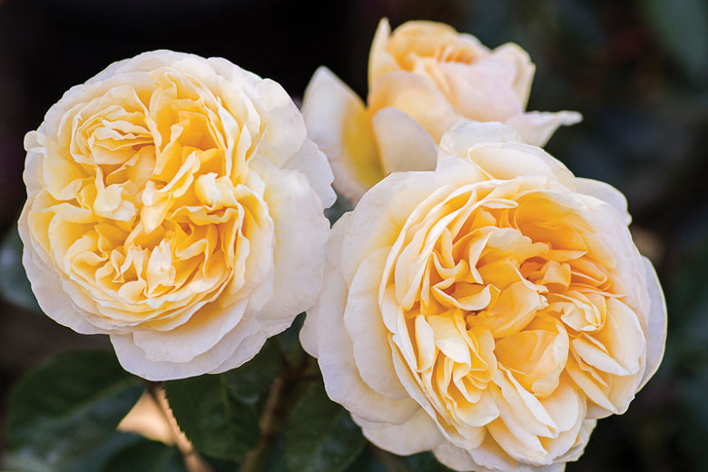 Rosa Moonlight Romantica® (Hybrid Tea Rose)