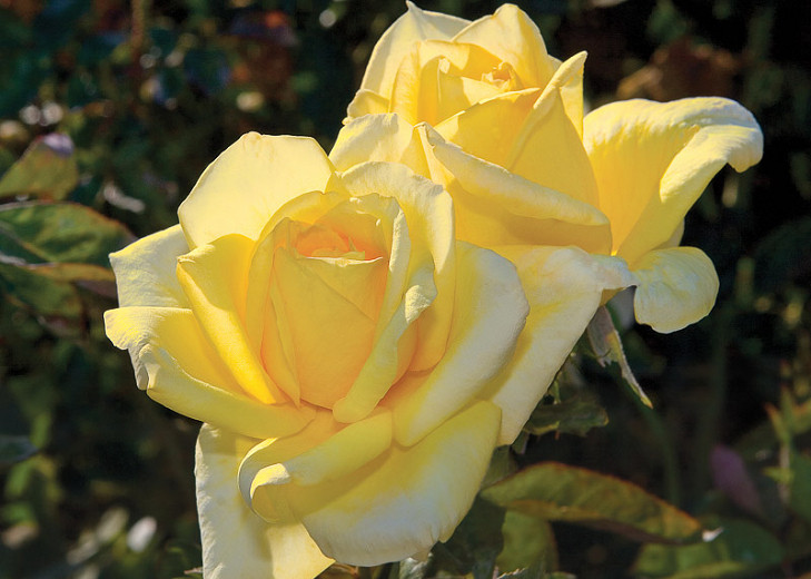 Rosa Oregold (Hybrid Tea Rose)
