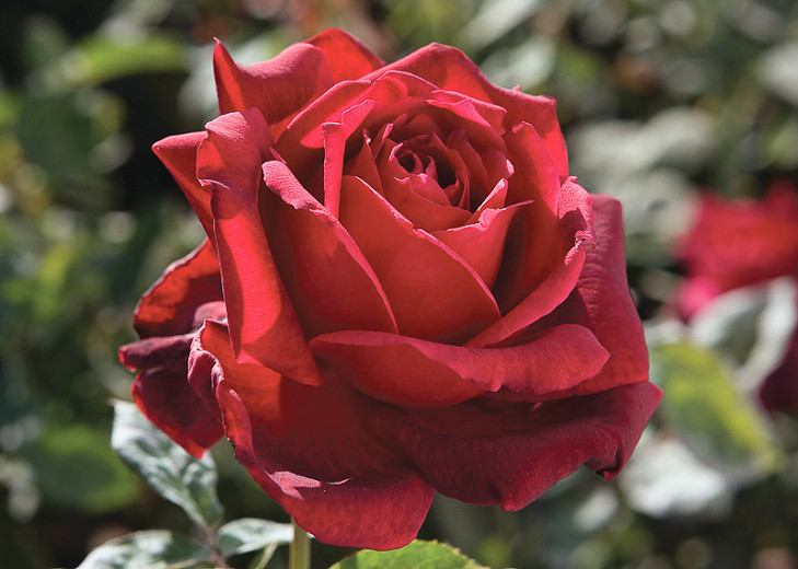 Rosa Oklahoma (Hybrid Tea Rose)