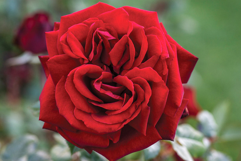 Rosa Ingrid Bergman® (Hybrid Tea Rose)