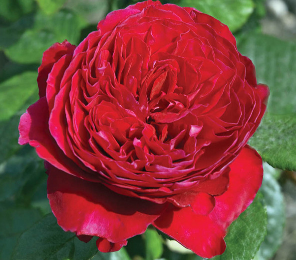 Rosa Rouge Royale™ (Hybrid Tea Rose)