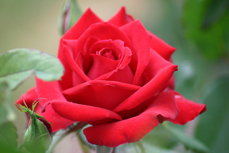 Rosa Olympiad™ (Hybrid Tea Rose)