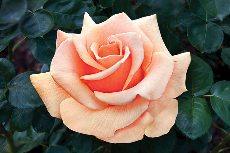 Rosa Brandy™ (Hybrid Tea Rose)