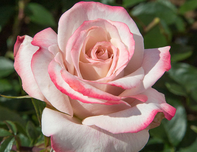 Rosa Pinkerbelle™ (Hybrid Tea Rose)
