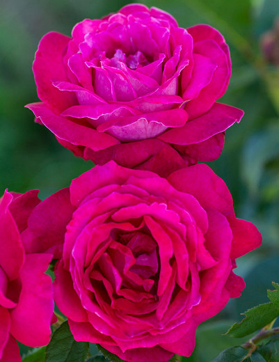Rosa Sweet Spirit™ (Hybrid Tea Rose)