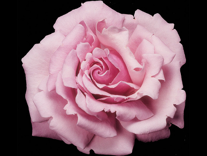 Rosa Memorial Day™ (Hybrid Tea Rose)
