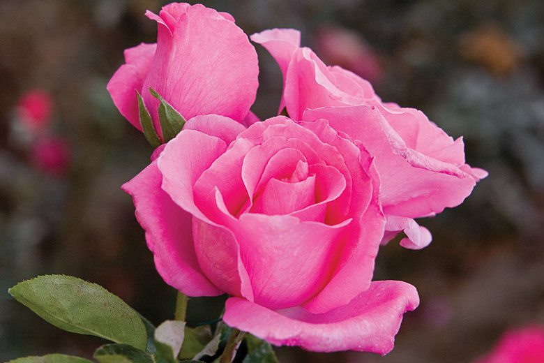 Rosa The McCartney Rose® (Hybrid Tea Rose)