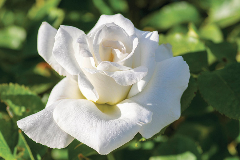 Rosa Honor™ (Hybrid Tea Rose)