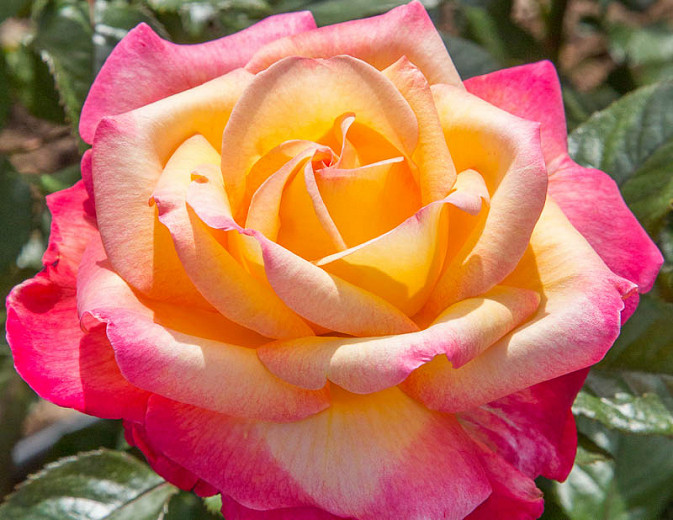 Rosa Enchanted Peace™ (Hybrid Tea Rose)