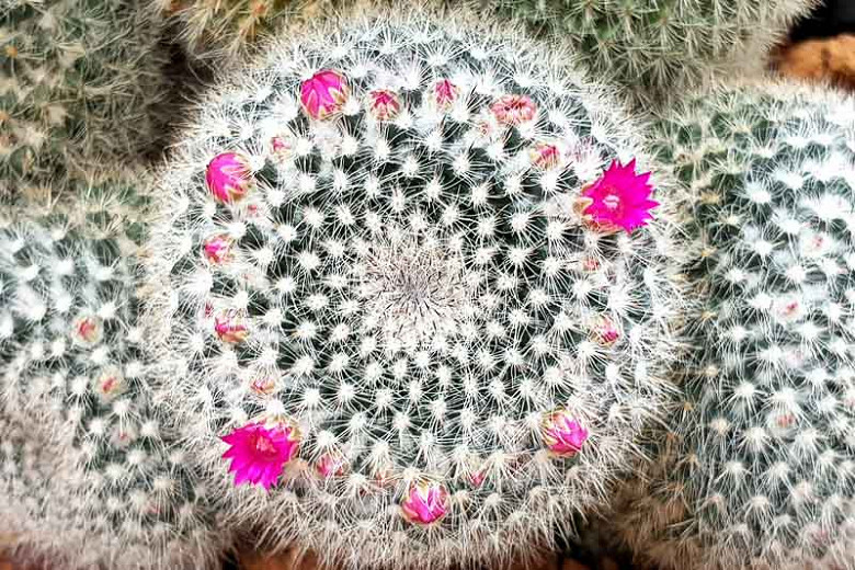 Mammillaria hahniana (Old Lady Pincushion)