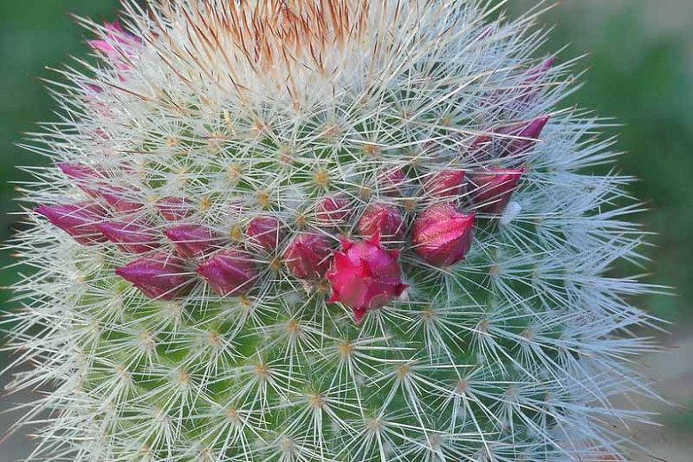 Mammillaria spinosissima (Spiny Pincushion Cactus)