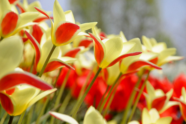Tulipa clusiana var. chrysantha (Botanical Tulip)