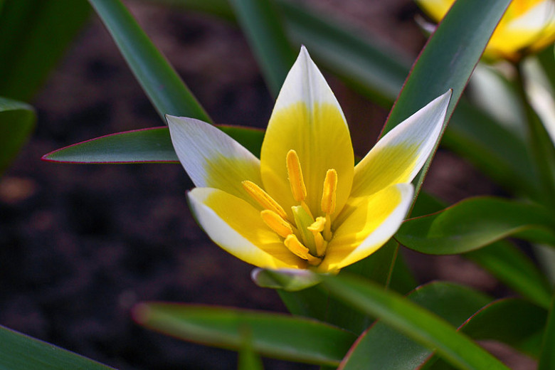 Tulipa biflora (Botanical Tulip)