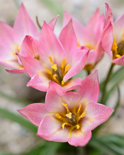 Tulipa aucheriana (Botanical Tulip)