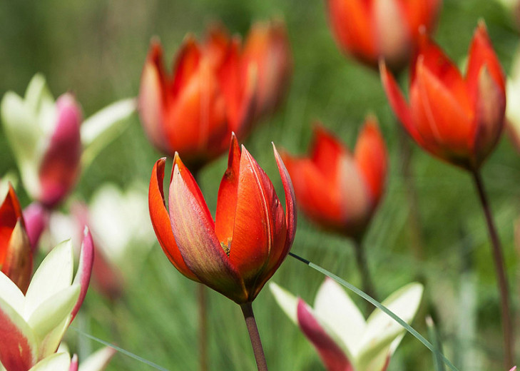 Tulipa orphanidea (Botanical Tulip)