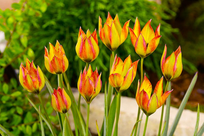 Tulipa orphanidea Flava (Botanical Tulip)