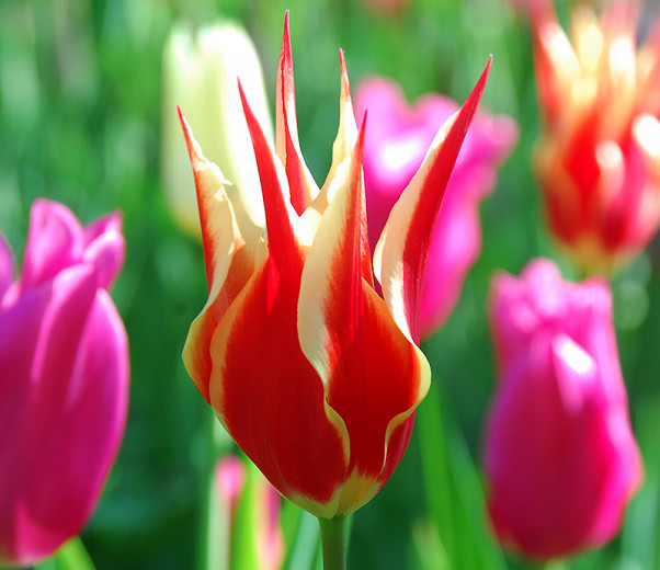 Tulipa Aladdins Record (Lily-Flowered Tulip)