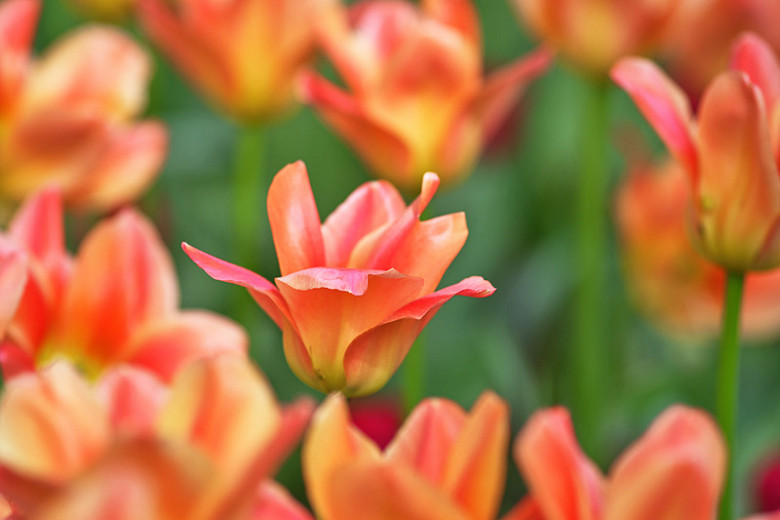 Tulipa Apricot Emperor (Fosteriana Tulip)