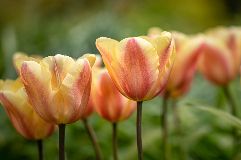 Tulipa Apricot Foxx (Triumph Tulip)