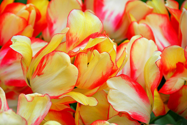 Tulipa Beauty of Spring (Darwin Hybrid Tulip)