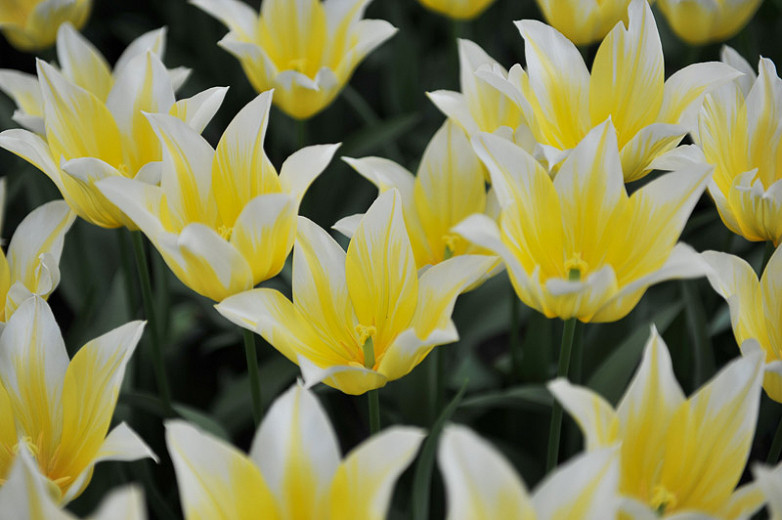 Tulipa Budlight (Lily-Flowered Tulip)