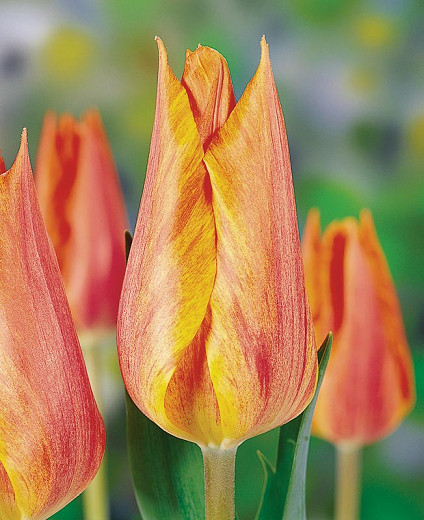 Tulipa El Nino (Single Late Tulip)
