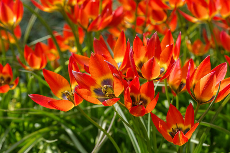 Tulipa Little Princess (Botanical Tulip)