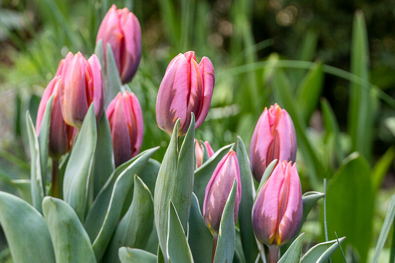 Tulipa Pretty Princess (Triumph Tulip)