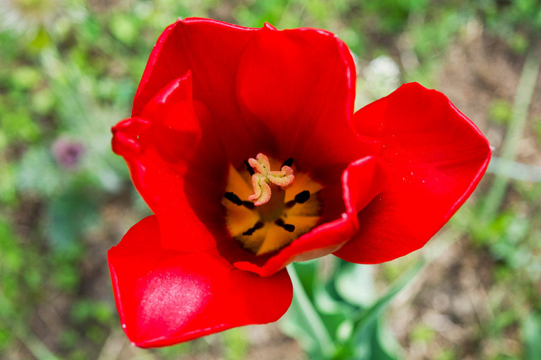 Tulipa Red Impression (Darwin Hybrid Tulip)