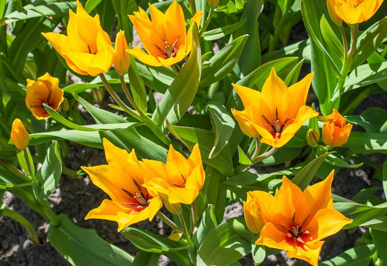 Tulipa praestans Shogun (Botanical Tulip)