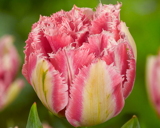 Tulipa Cool Crystal (Fringed Tulip)
