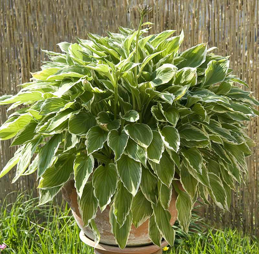 Hosta Undulata Albomarginata (Plantain Lily)