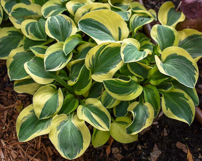 Hosta Mighty Mouse (Plantain Lily)