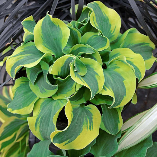 Hosta School Mouse (Plantain Lily)