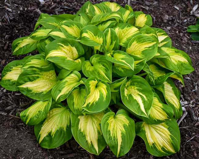 Hosta Etched Glass (Plantain Lily)