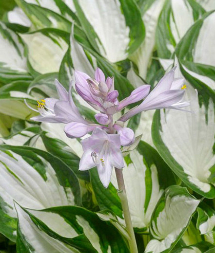 Hosta Amazone (Plantain Lily)