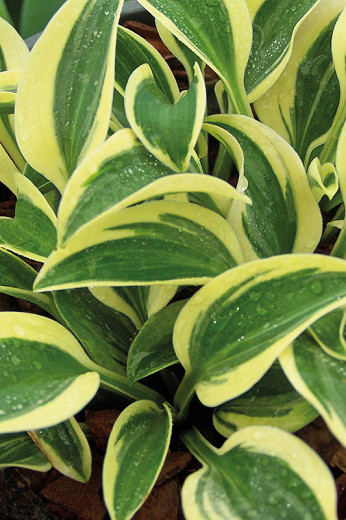 Hosta Funny Mouse (Plantain Lily)