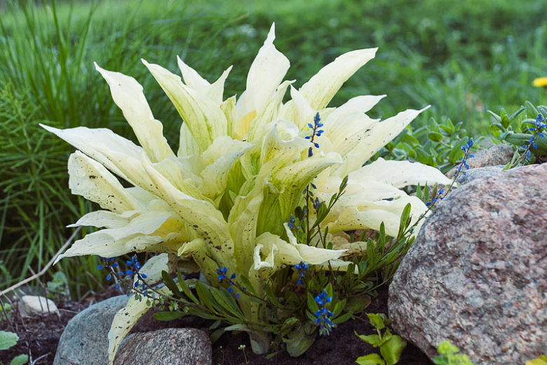 Hosta White Feather (Plantain Lily)
