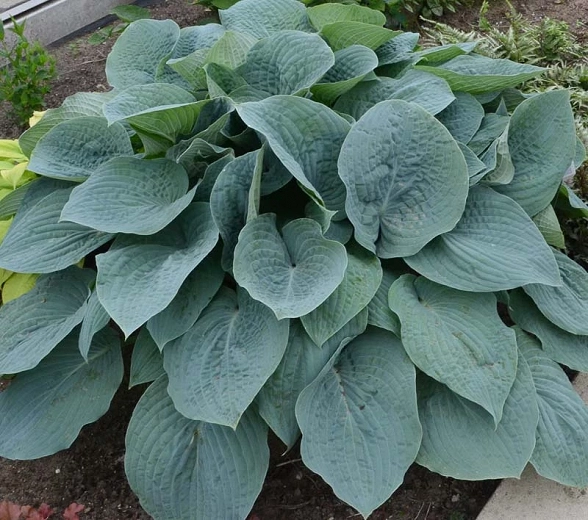 Hosta Blueberry Muffin (Plantain Lily)