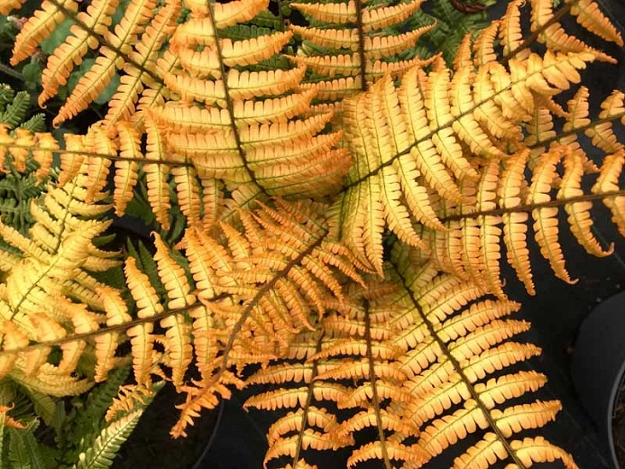 Dryopteris wallichiana Jurassic Gold (Alpine Wood Fern)