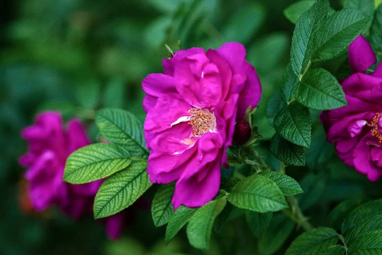 Rosa rugosa Purple Pavement (Rugosa Rose)