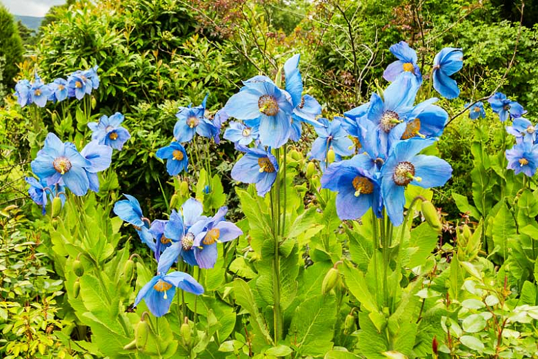 Meconopsis Lingholm (Blue Poppy)