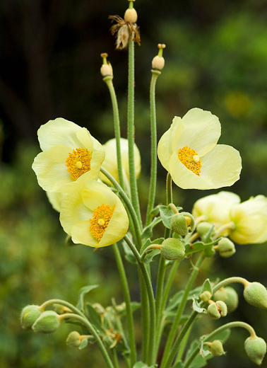 Meconopsis napaulensis (Satin Poppy)