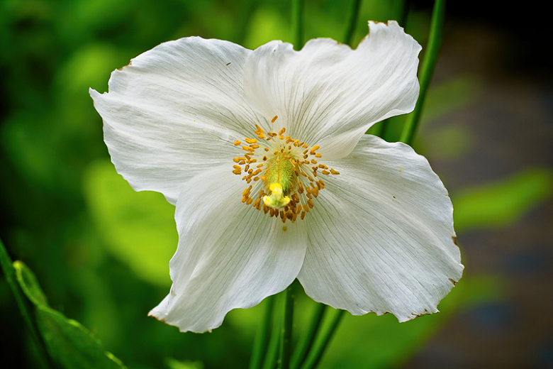 Meconopsis baileyi var. alba (Himalayan White Poppy)