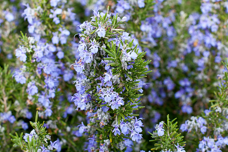 Rosmarinus officinalis Tuscan Blue (Rosemary)
