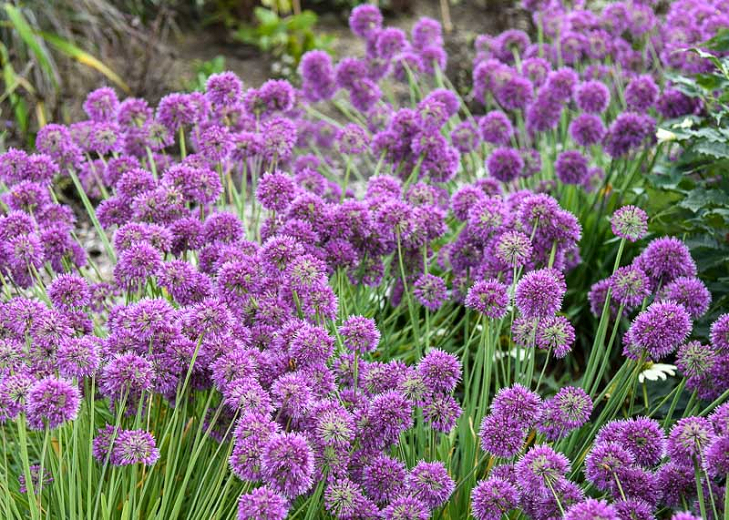 Allium Lavender Bubbles (Ornamental Allium)